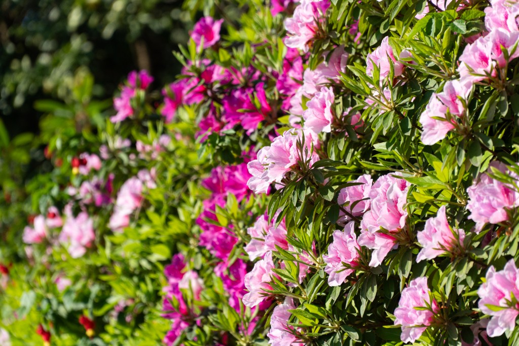 Pink azaleas in bloom